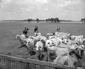 Cattle ranching at the Heart Bar Ranch by the Partin family children - Kissimmee, Florida.