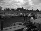 Cattle being sprayed for flies at the Heart Bar Ranch - Kissimmee, Florida.