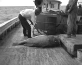 Fisherman with Atlantic goliath grouper.