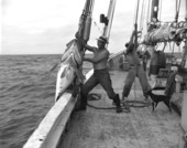 Fishermen hauling in an Atlantic goliath grouper.