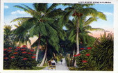 A mid-winter scene in Florida