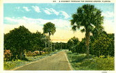 A highway through the orange groves - Florida