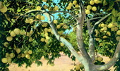 View inside grapefruit tree.