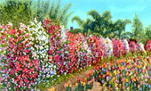 Beautiful hedge of sweet peas in full bloom