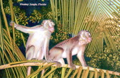Monkey Jungle, Florida.
