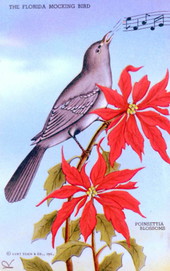 The Florida mocking bird - poinsettia blossoms..