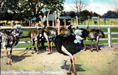 Ostrich farm feeding time - Jacksonville, Florida