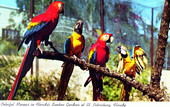 Colorful macaws