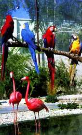 Macaws and flamingos