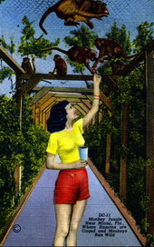 Where humans are caged and monkeys run wild