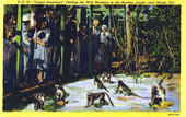 Caged spectators feeding the wild monkeys at the Monkey Jungle - near Miami, Florida