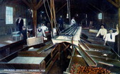 Packing oranges - Orlando, Florida