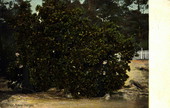 Picking oranges - Florida
