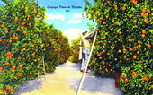 Orange time in Florida