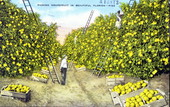 Picking grapefruit in beautiful Florida
