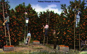 Picking oranges in Florida
