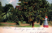 In southern Florida - purchasing crop