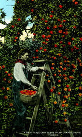 A profitable crop scene in an orange grove - Florida