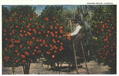 Orange grove - Florida