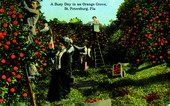 A busy day in an orange grove - St. Petersburg, Florida