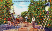 Picking oranges in Florida