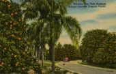 Motoring thru palm bordered orange groves in tropical Florida.