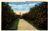 Motoring through an orange grove - Florida