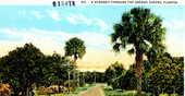 A Highway through the orange groves - Florida