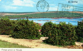 Orange groves in Florida