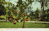 Grapefruit in Florida
