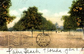 An orange grove