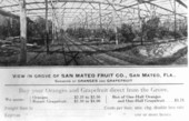 View in grove of San Mateo Fruit Company - San Mateo, Florida