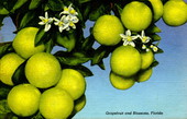 Grapefruit and blossoms - Florida