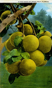 A Fine bunch of grapefruit - Florida