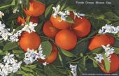 Florida orange blossom time