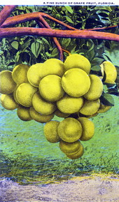 A Fine bunch of grapefruit - Florida