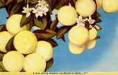 A Scene showing grapefruit and blossoms in Florida.