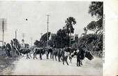 Ox team - Beach Street, Daytona Beach, Florida.