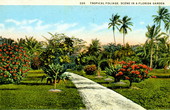 Tropical foliage - scene in a Florida garden