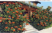 Poinsettias in bloom