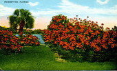 Poinsettias.