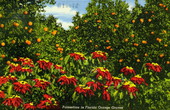 Poinsettias in Florida orange groves.