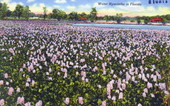 Water hyacinths in Florida