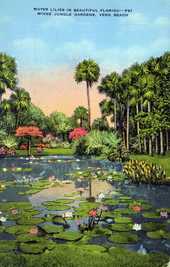 Water lilies in beautiful Florida - McKee Jungle Gardens, Vero Beach, Florida