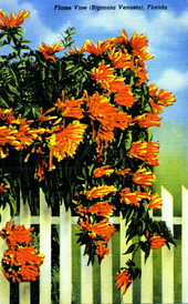 Flame vine (Bignonia venusta) - Florida