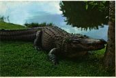 Large gator at the Gatorland zoo.
