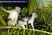 "Monkey jungle," twenty miles south of Miami, Florida.