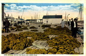 New sponge catch for sale - Key West, Florida