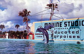 Trained dolphins perform double jump over hurdles at Marine Studios.