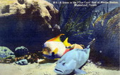 A scene in the 7-ton coral reef at Marine Studios - Marineland, Florida
